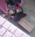 Laila Pinscher 5 meses