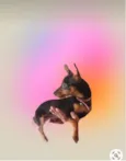 Laila Pinscher 5 meses 