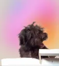 Fluffy Lhasa Yorkshire 5 meses