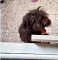 Fluffy Lhasa Yorkshire 5 meses