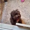 Fluffy Lhasa Yorkshire 5 meses