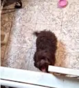 Fluffy Lhasa Yorkshire 5 meses