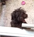 Fluffy Lhasa Yorkshire 5 meses