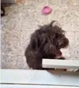 Fluffy Lhasa Yorkshire 5 meses