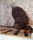 Fluffy Lhasa Yorkshire 5 meses