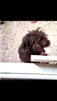 Fluffy Lhasa Yorkshire 5 meses