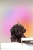 Fluffy Lhasa Yorkshire 5 meses