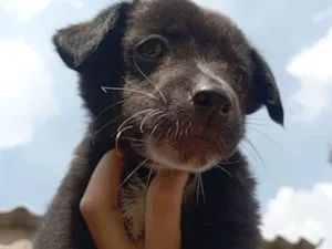 Cachorro raça SRD-ViraLata idade Abaixo de 2 meses nome Morceguinho
