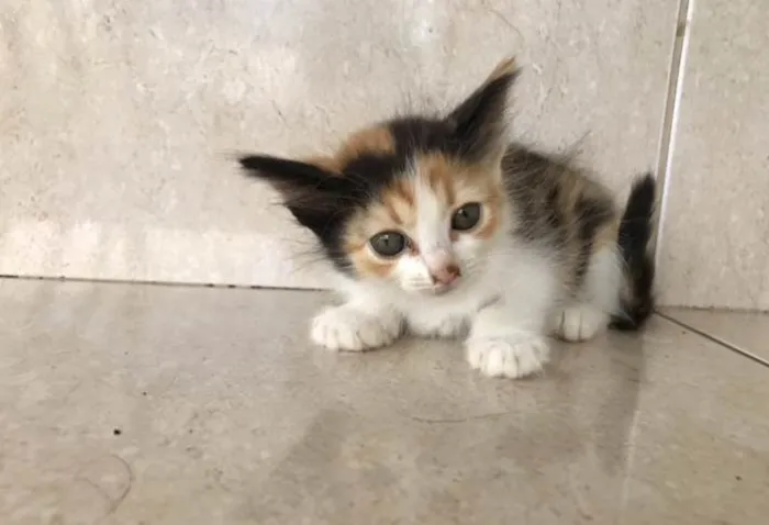 Gato ra a SRD-ViraLata idade Abaixo de 2 meses nome Fidji 45 dias 