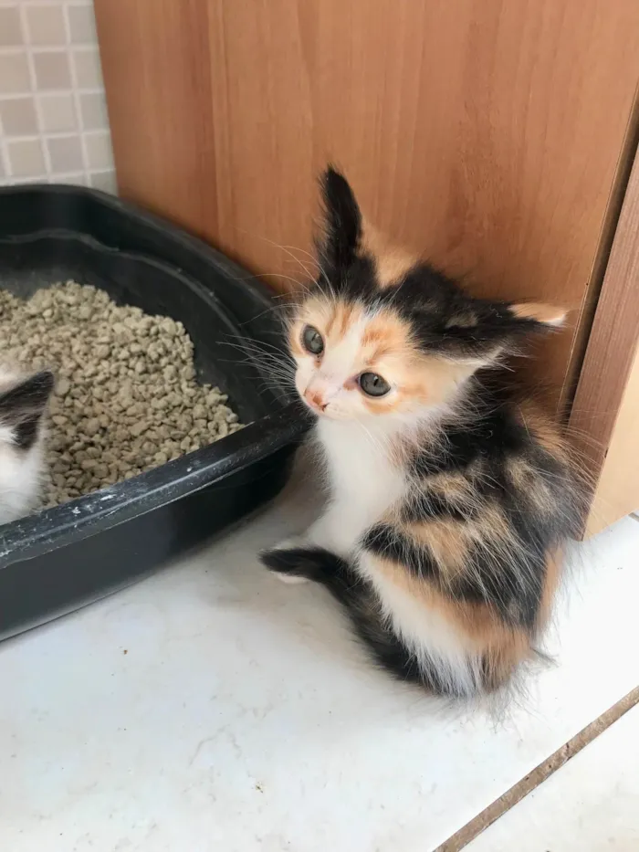Gato ra a SRD-ViraLata idade Abaixo de 2 meses nome Fidji 45 dias 
