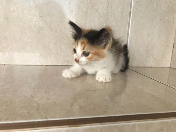 Gato ra a SRD-ViraLata idade Abaixo de 2 meses nome Fidji 45 dias 