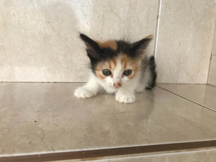 Gato ra a SRD-ViraLata idade Abaixo de 2 meses nome Fidji 45 dias 