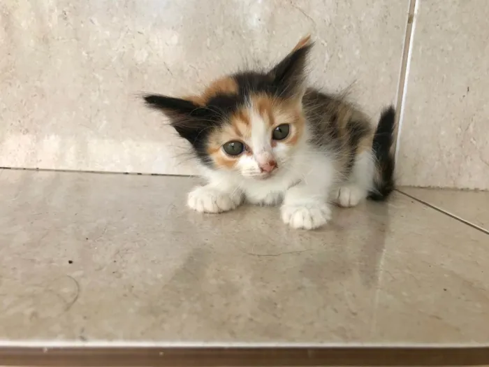 Gato ra a SRD-ViraLata idade Abaixo de 2 meses nome Fidji 45 dias 