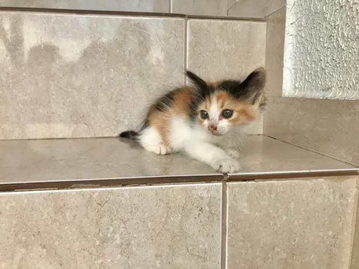 Gato ra a SRD-ViraLata idade Abaixo de 2 meses nome Fidji 45 dias 