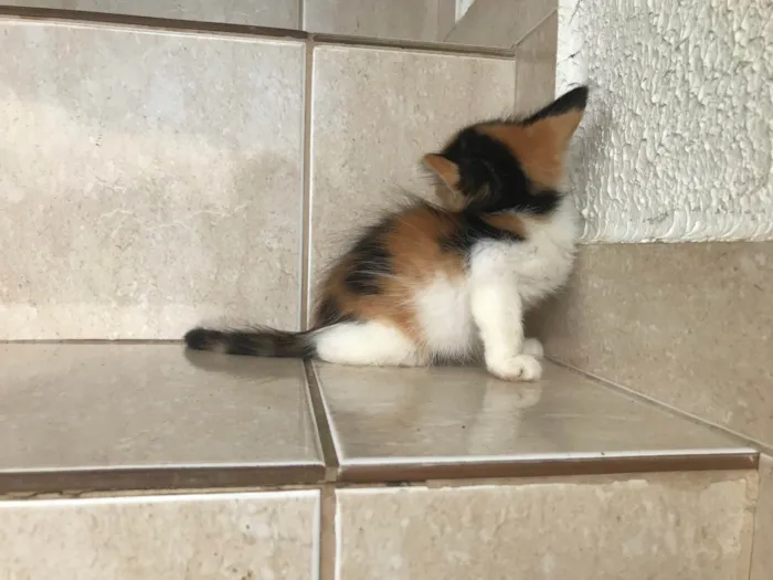 Gato ra a SRD-ViraLata idade Abaixo de 2 meses nome Fidji 45 dias 