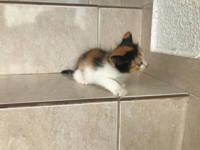 Gato ra a SRD-ViraLata idade Abaixo de 2 meses nome Fidji 45 dias 