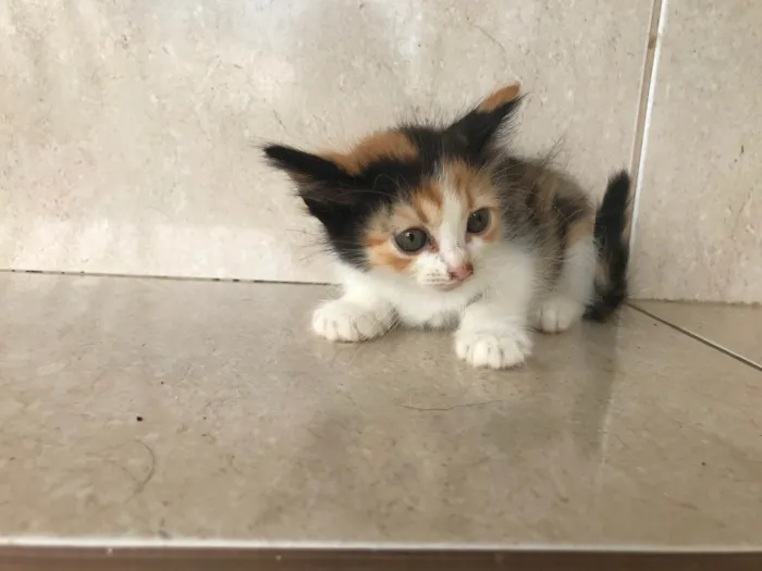 Gato ra a SRD-ViraLata idade Abaixo de 2 meses nome Fidji 45 dias 