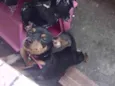 Laila Pinscher 5 meses 