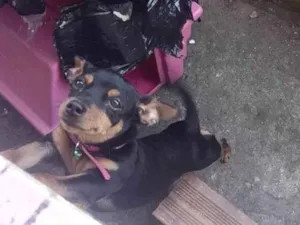 Cachorro raça Pinscher idade 2 a 6 meses nome Laila Pinscher 5 meses 