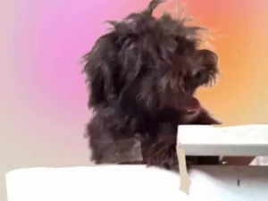 Cachorro raça Lhasa Apso idade 2 a 6 meses nome Fluffy Lhasa Yorkshire 5 meses 