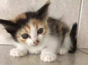 Gato raça SRD-ViraLata idade Abaixo de 2 meses nome Fidji 45 dias 