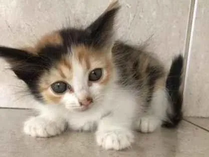 Gato ra a SRD-ViraLata idade Abaixo de 2 meses nome Fidji 45 dias 