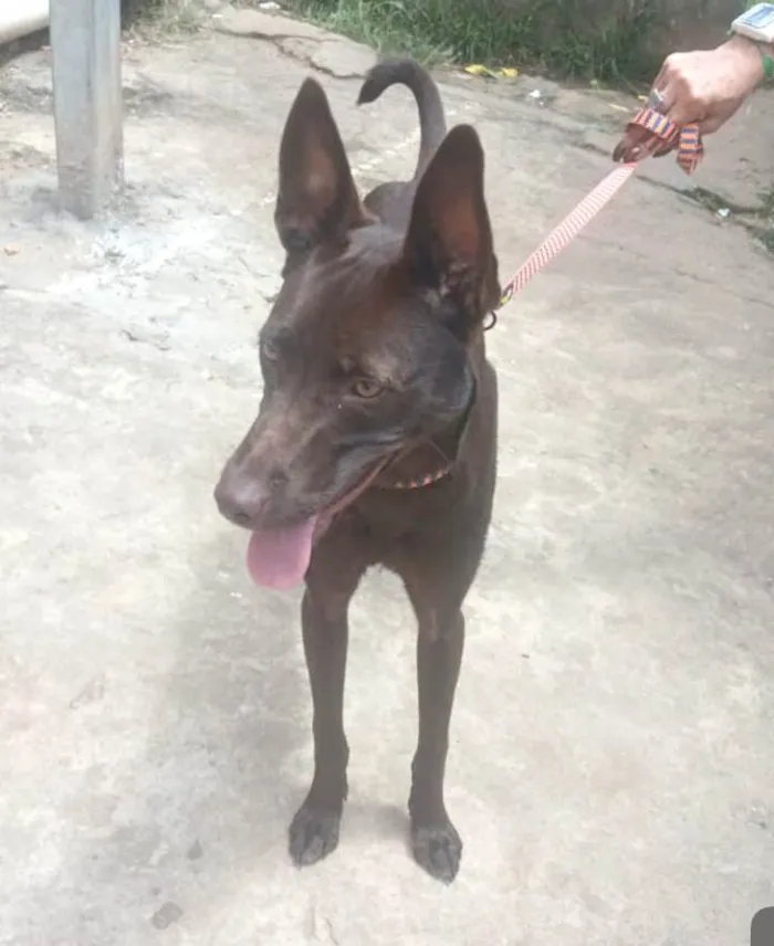 Cachorro ra a SRD-ViraLata idade 2 a 6 meses nome Mel 6meses linda e muito boazinha 