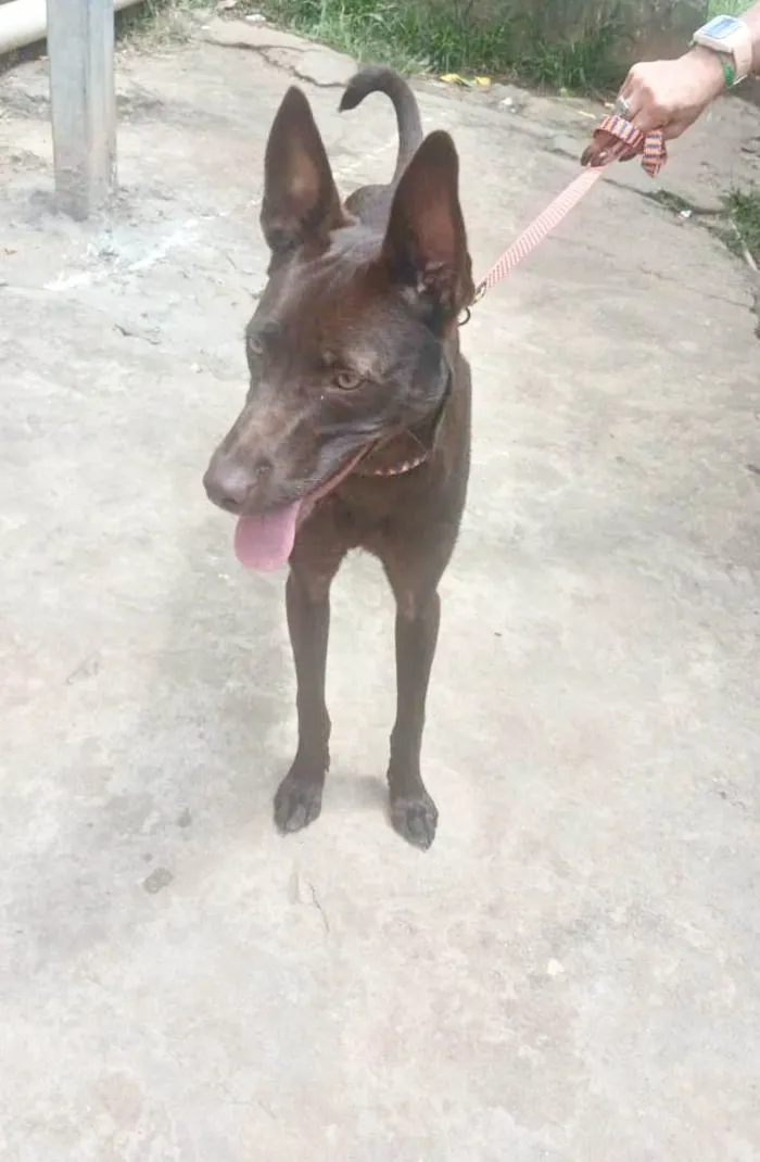 Cachorro ra a SRD-ViraLata idade 2 a 6 meses nome Mel 6meses linda e muito boazinha 