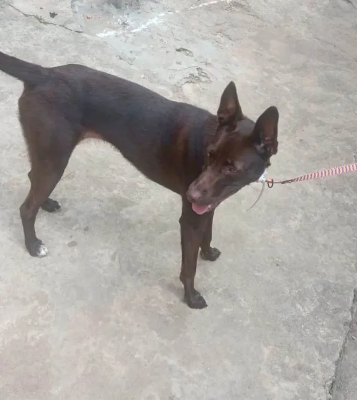 Cachorro ra a SRD-ViraLata idade 2 a 6 meses nome Mel 6meses linda e muito boazinha 