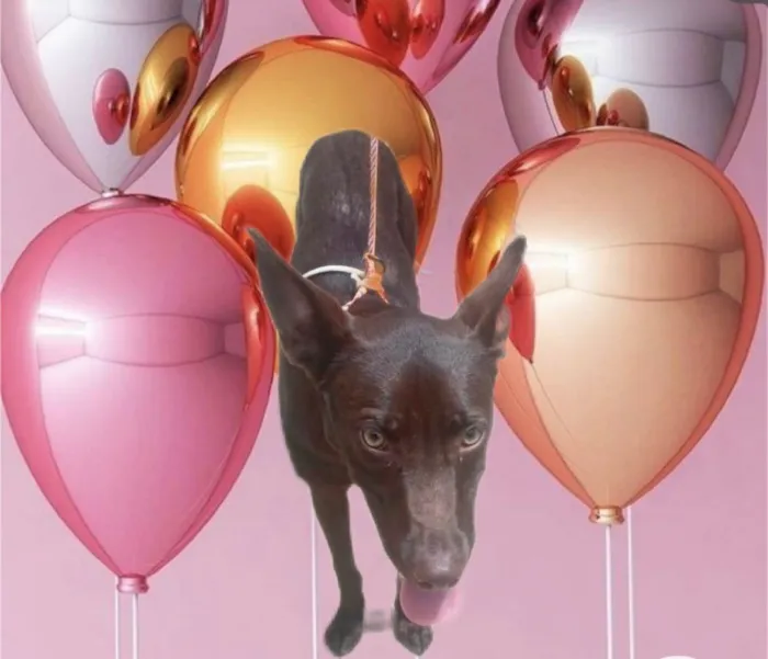 Cachorro ra a SRD-ViraLata idade 2 a 6 meses nome Mel 6meses linda e muito boazinha 