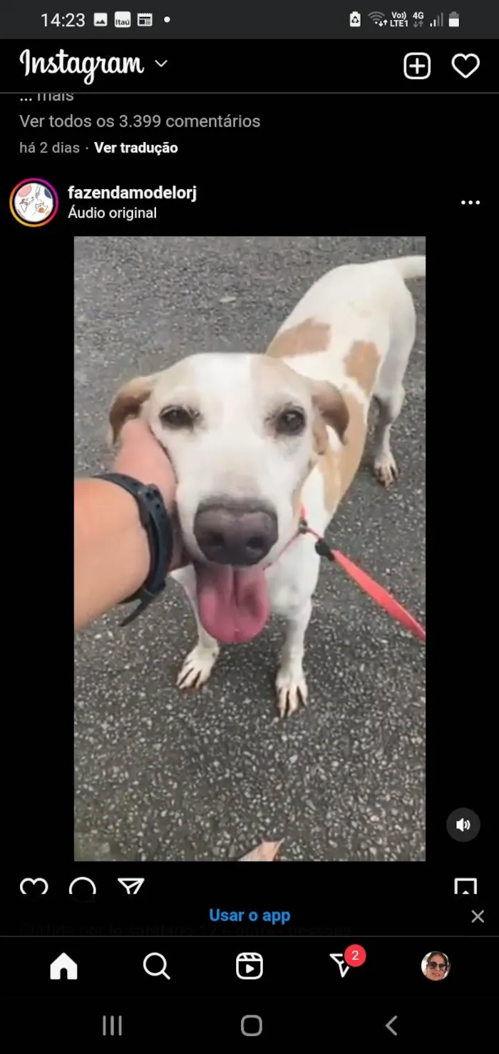 Cachorro ra a SRD-ViraLata idade 3 anos nome Lopy