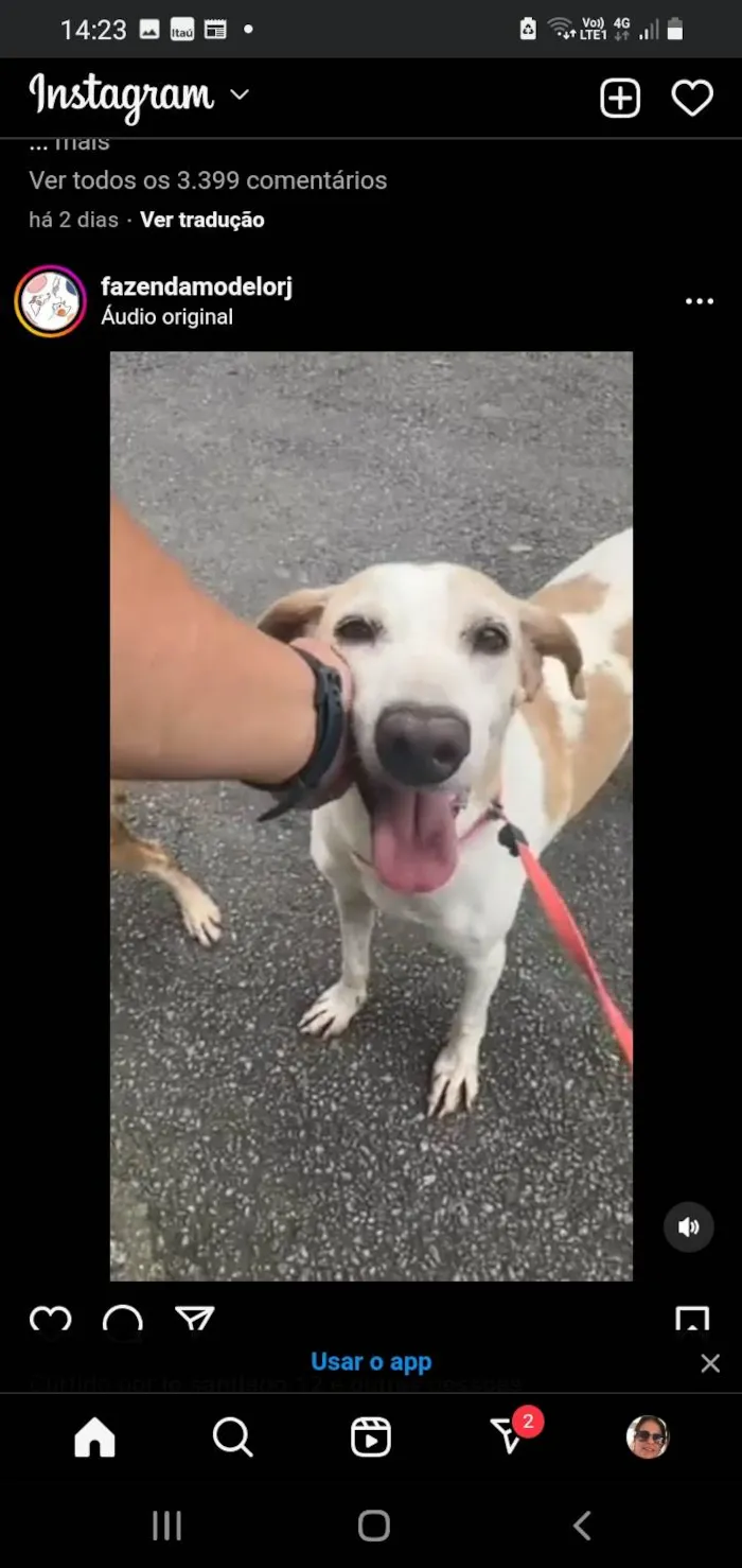 Cachorro ra a SRD-ViraLata idade 3 anos nome Lopy