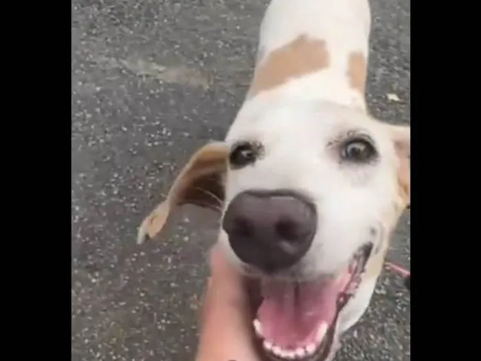 Cachorro ra a SRD-ViraLata idade 3 anos nome Lopy