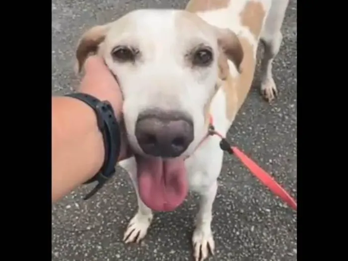 Cachorro ra a SRD-ViraLata idade 3 anos nome Lopy