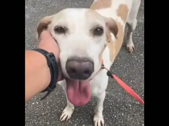 Cachorro ra a SRD-ViraLata idade 3 anos nome Lopy