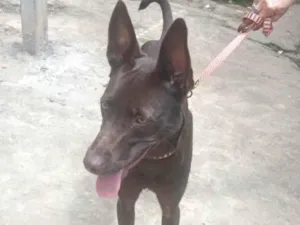 Cachorro raça SRD-ViraLata idade 2 a 6 meses nome Mel 6meses linda e muito boazinha 