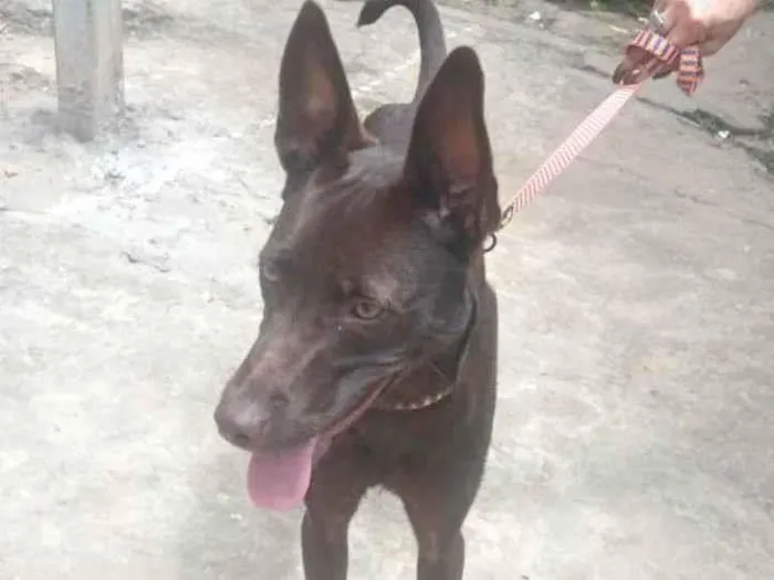Cachorro ra a SRD-ViraLata idade 2 a 6 meses nome Mel 6meses linda e muito boazinha 