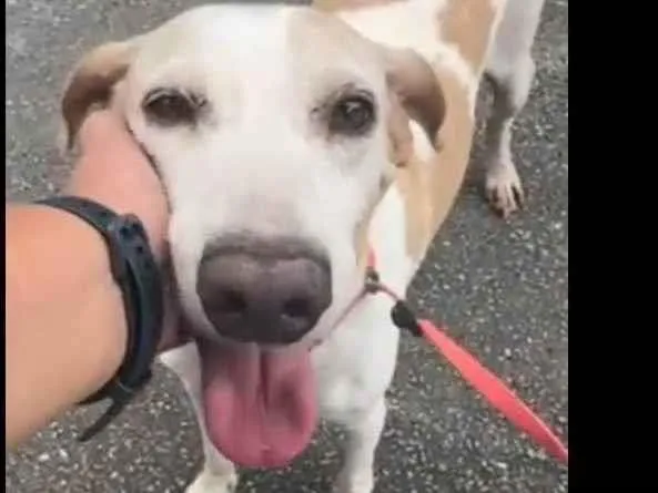 Cachorro ra a SRD-ViraLata idade 3 anos nome Lopy