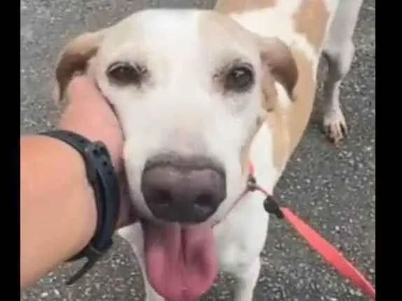 Cachorro ra a SRD-ViraLata idade 3 anos nome Lopy