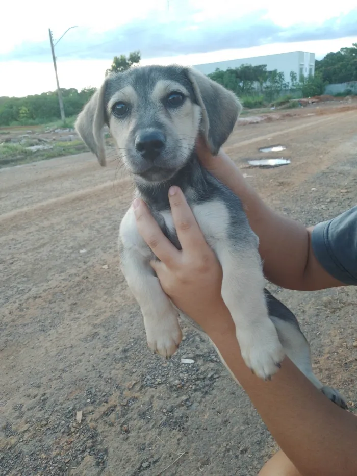 Cachorro ra a A mãe é Shitzu é o pai desconhecido  idade 2 a 6 meses nome Billy