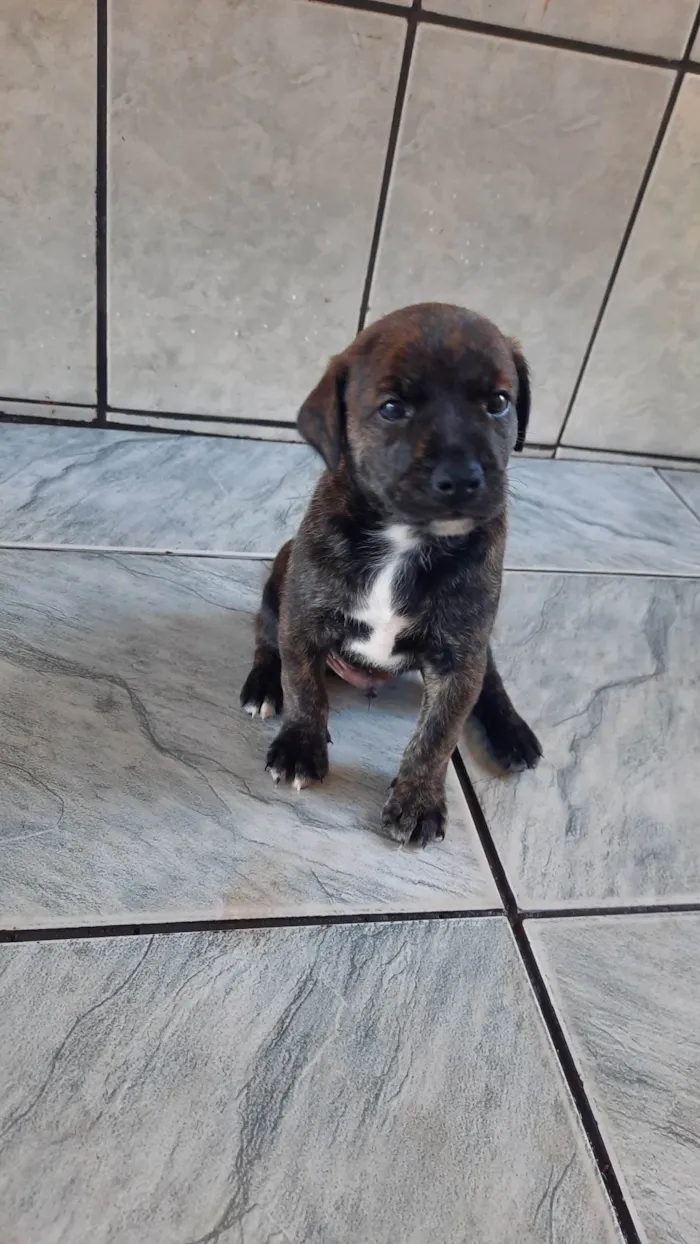 Cachorro ra a SRD idade Abaixo de 2 meses nome Por enquanto não tem nome