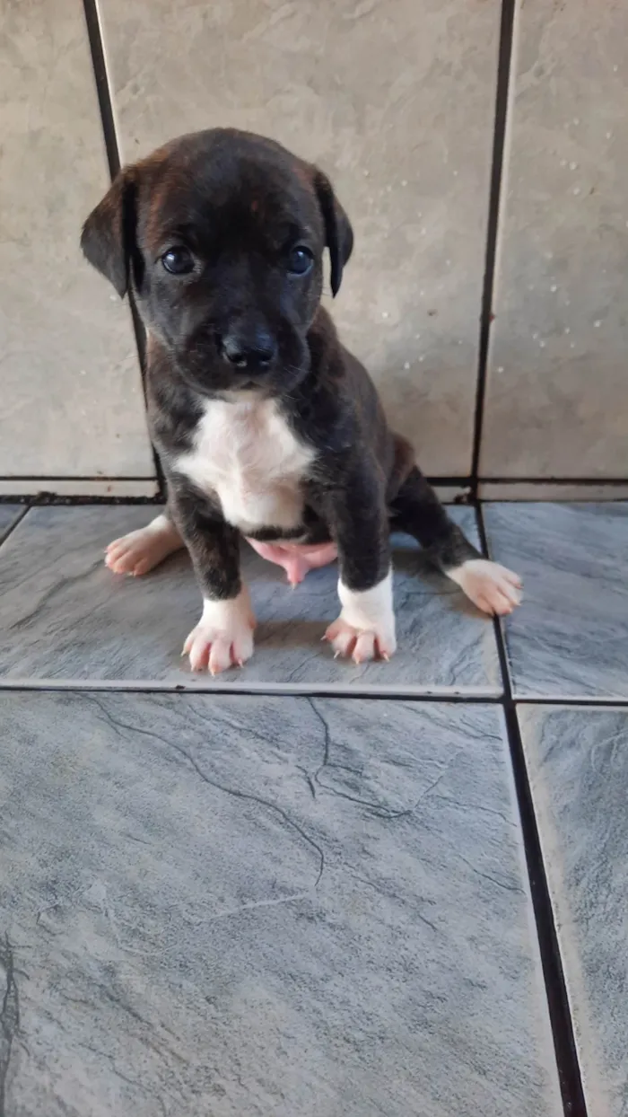 Cachorro ra a SRD idade Abaixo de 2 meses nome Não tem nome ainda