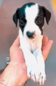 Cléo