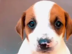 Cachorro raça SRD-ViraLata idade Abaixo de 2 meses nome Cléo 