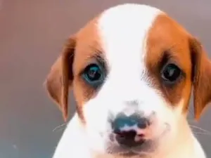 Cachorro raça SRD-ViraLata idade Abaixo de 2 meses nome Cléo 