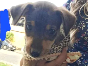 Cachorro raça SRD-ViraLata idade 2 a 6 meses nome Filhotes 2 meses