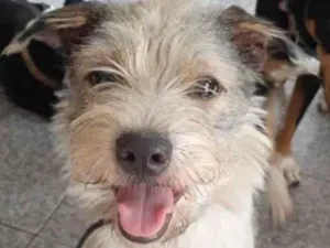Cachorro raça SRD-ViraLata idade 1 ano nome Filo