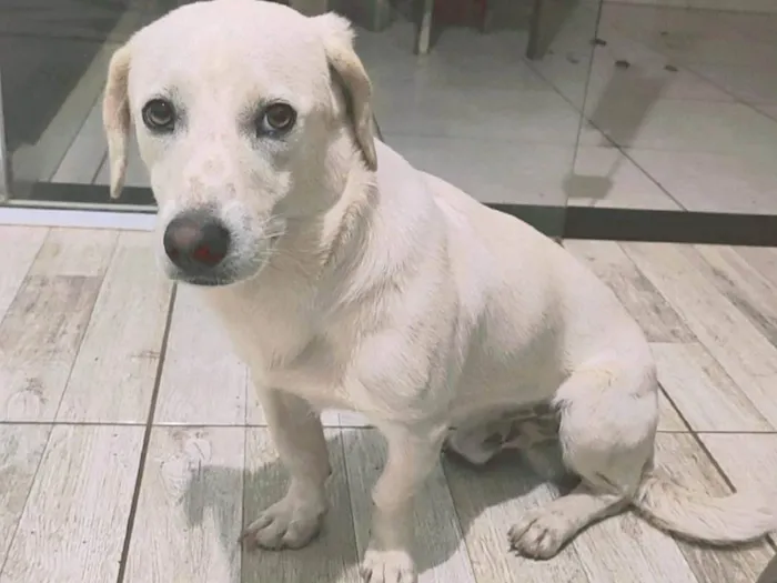 Cachorro ra a Vira lata idade 7 a 11 meses nome Theo