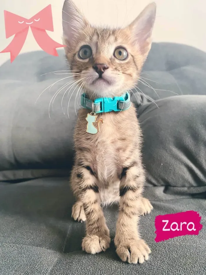 Gato ra a Std idade 2 a 6 meses nome Zara