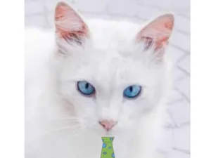 Gato raça Mestico  idade 2 a 6 meses nome Snow 